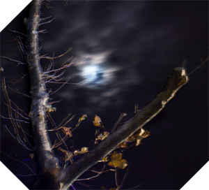 A spooky tree with flash effects