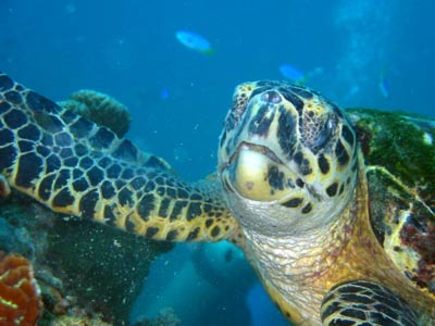 A close-up, straight on shot of a turtle feeding on the coral